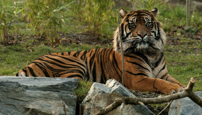 ranthambore safari experience